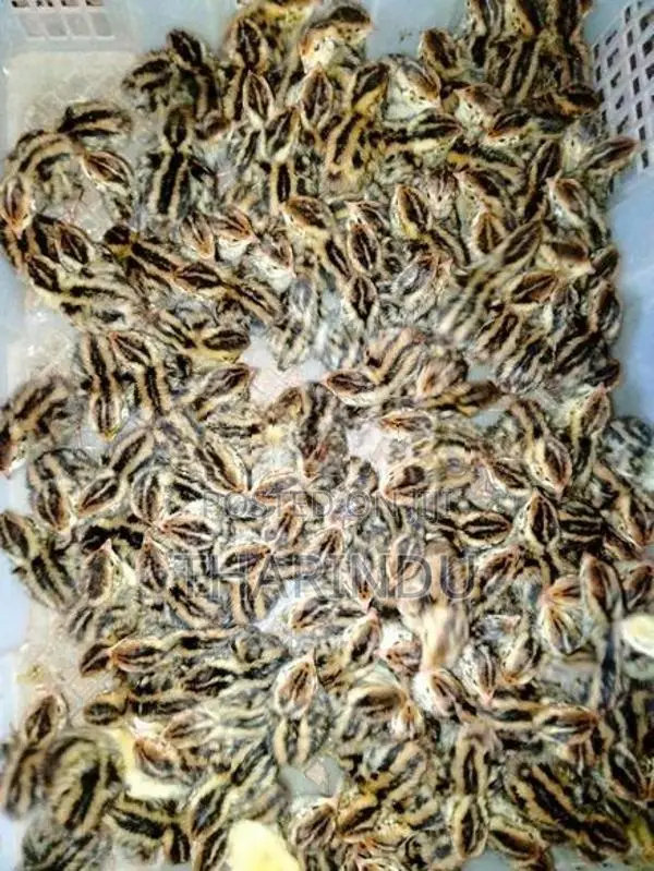 Quails