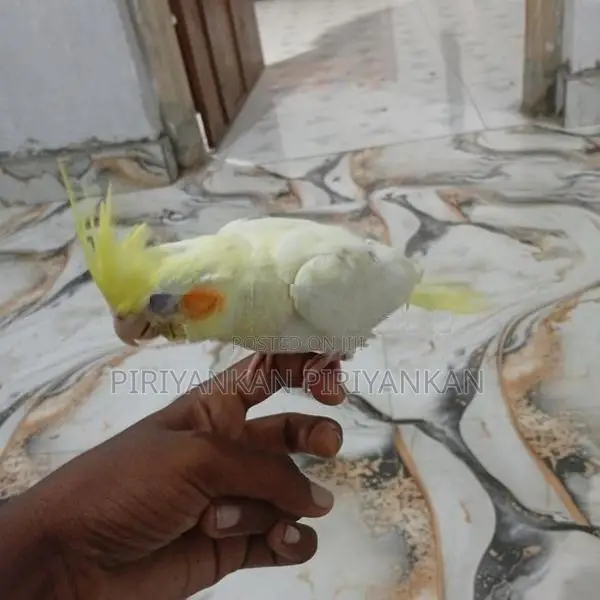 Cockatiel Bird