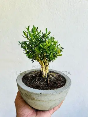 Bonsai Plant