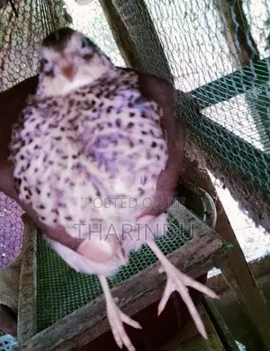 Quails