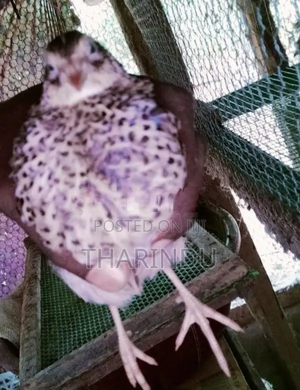 Quails