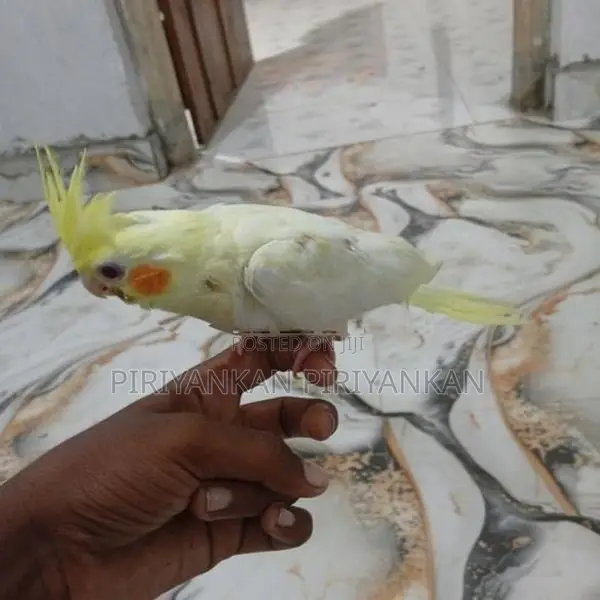 Cockatiel Bird