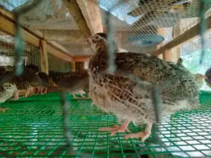 Quails