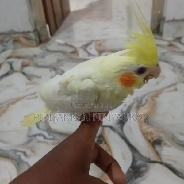 Cockatiel Bird