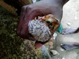 Quails