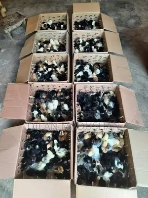 Day Old Chicks