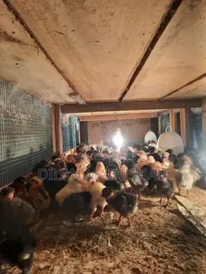 Day Old Chicks