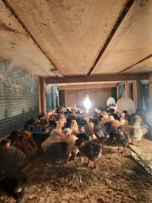 Day Old Chicks