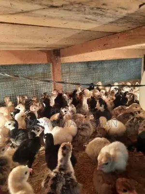 Day Old Chicks