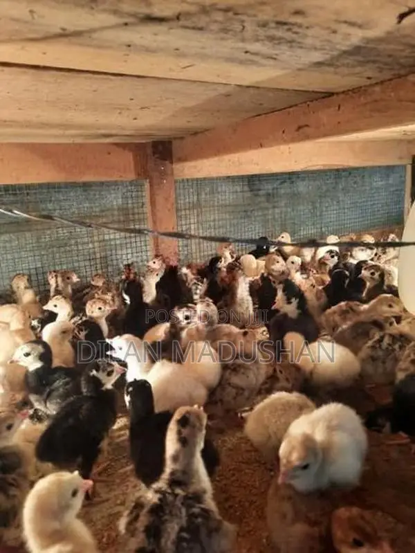 Day Old Chicks