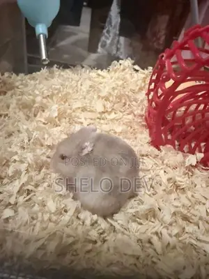 Golden Red Eye Dwarf Hamster