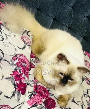 Himalayan Kittens