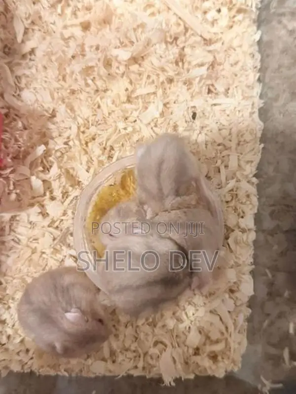 Golden Red Eye Dwarf Hamster