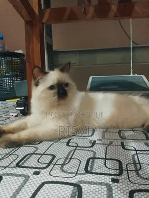 Himalayan Kittens