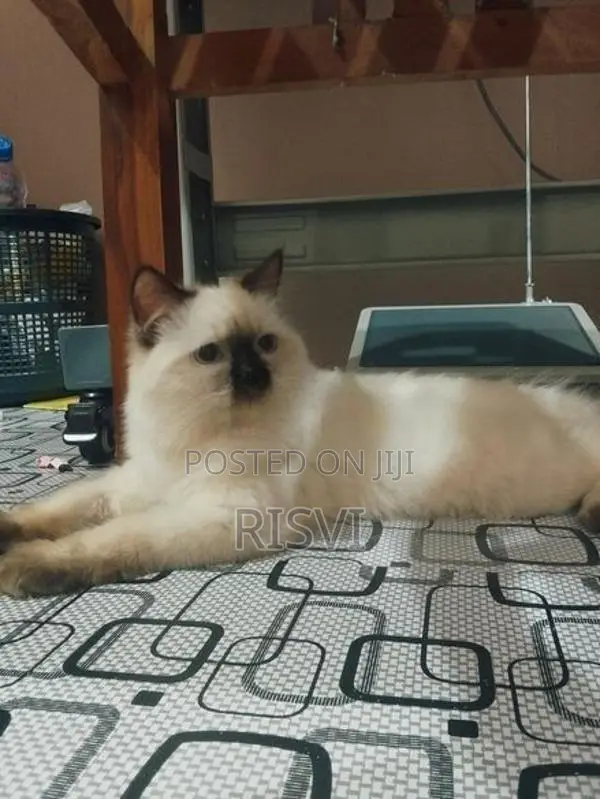 Himalayan Kittens
