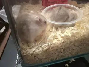 Golden Red Eye Dwarf Hamster