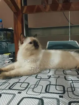 Himalayan Kittens