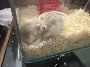 Golden Red Eye Dwarf Hamster