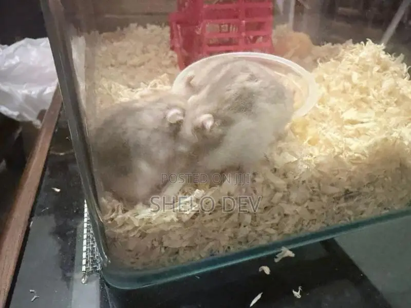 Golden Red Eye Dwarf Hamster