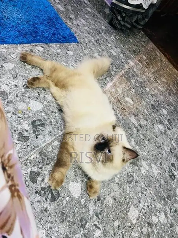 Himalayan Kittens