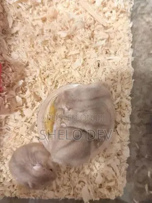 Golden Red Eye Dwarf Hamster