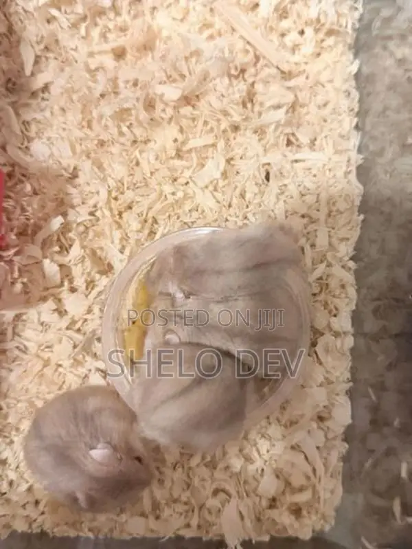 Golden Red Eye Dwarf Hamster