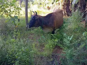 Milk cow