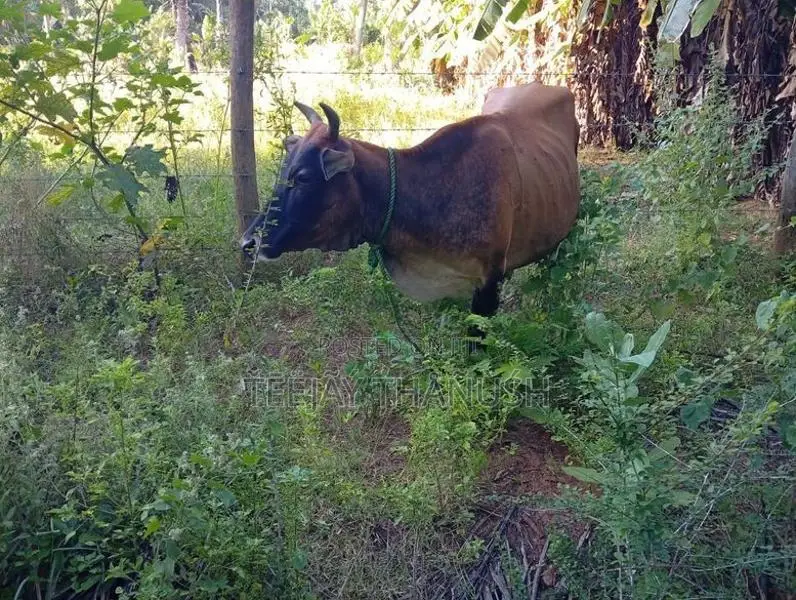 Milk cow