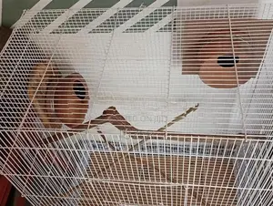 Birds Cage