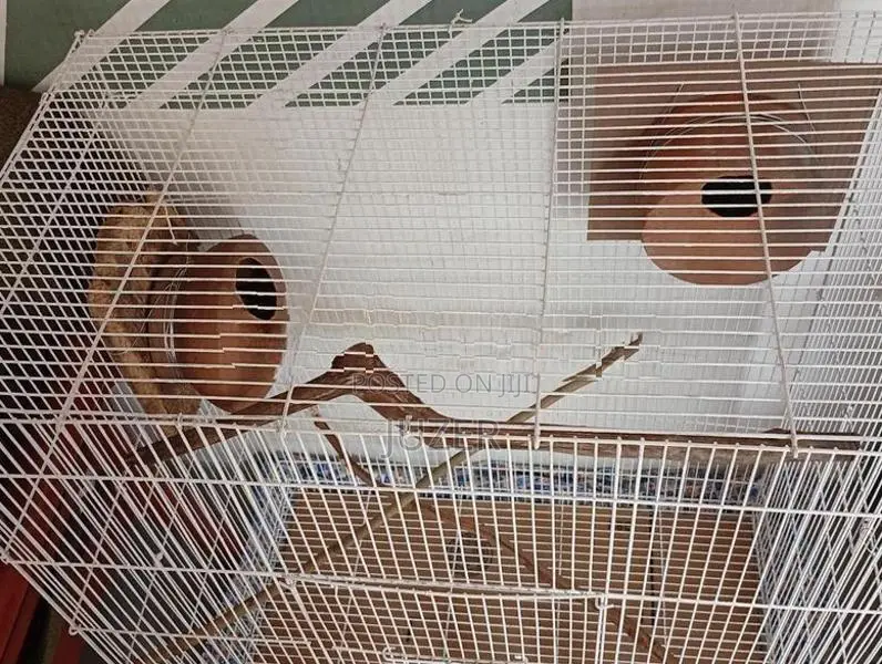 Birds Cage