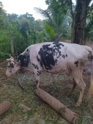 Milk Cow