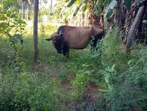 Milk cow