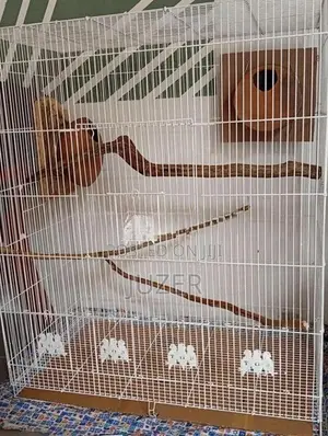 Birds Cage