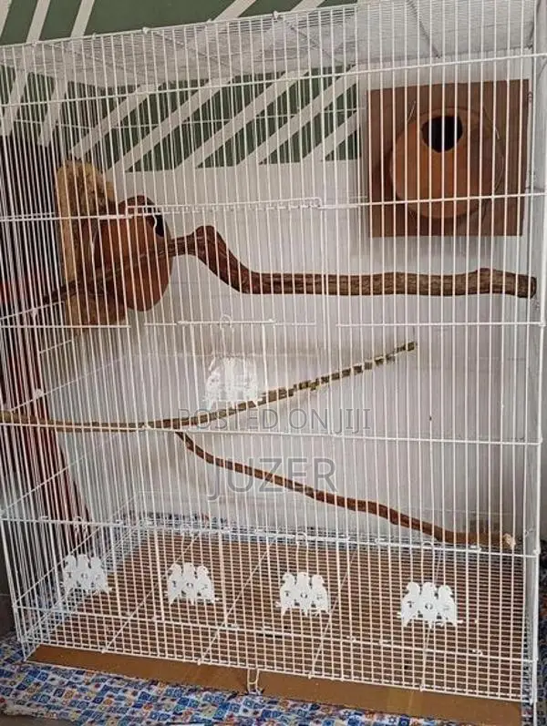Birds Cage