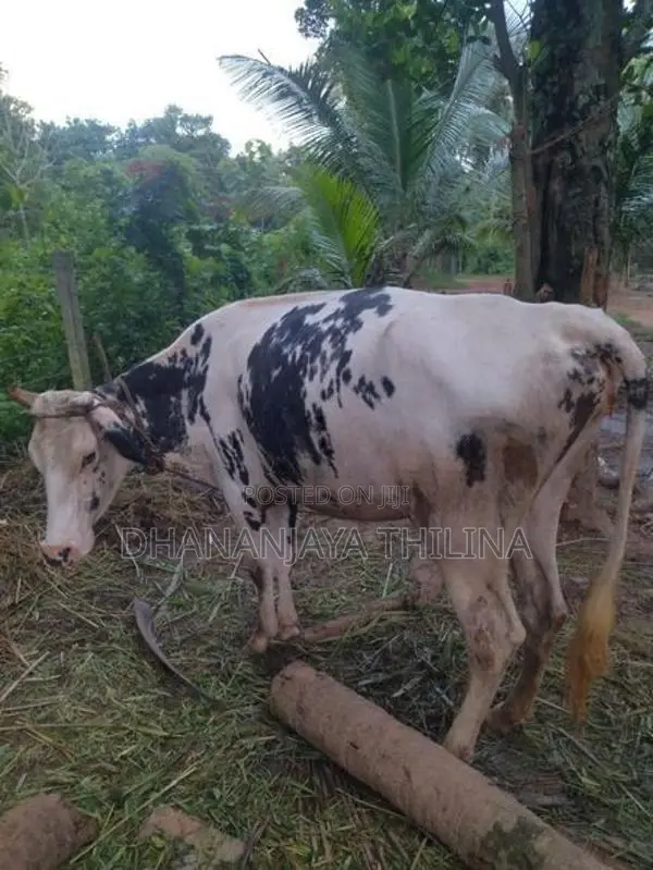 Milk Cow