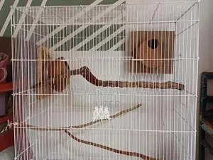Birds Cage