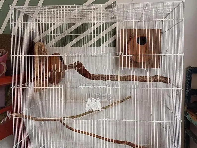 Birds Cage