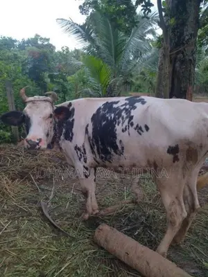 Milk Cow
