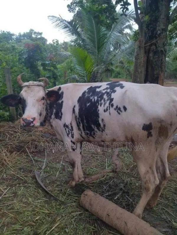 Milk Cow