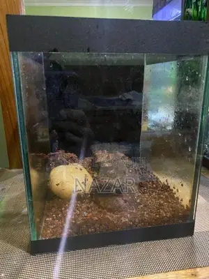 Fish Tank