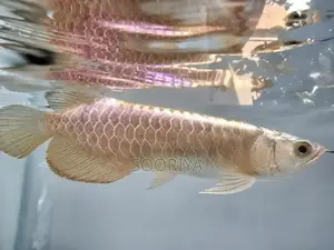 Bluebase Arowana