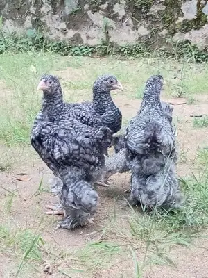 Brahma Chiks