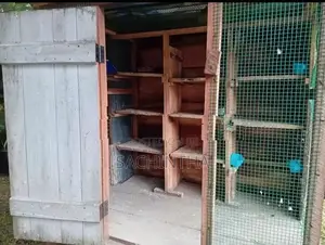 Pigeon Cage