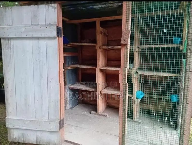 Pigeon Cage