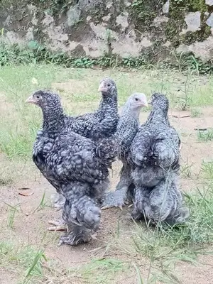 Brahma Chiks