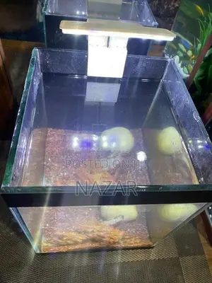 Fish Tank