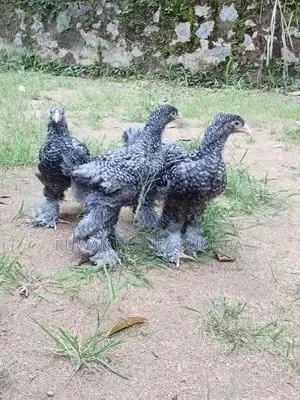 Brahma Chiks