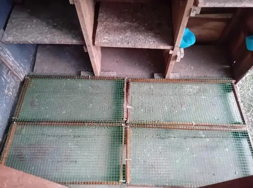 Pigeon Cage