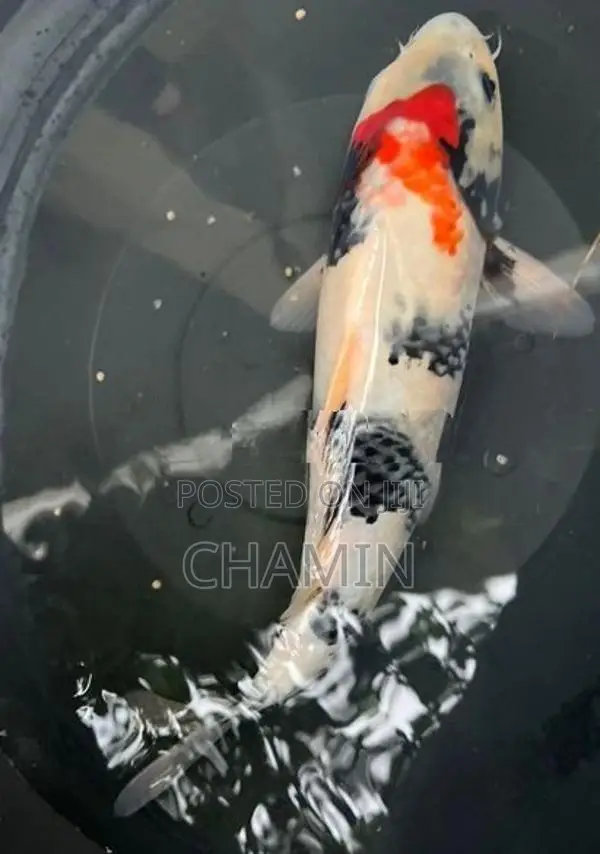 Koi 1 Feet Fish
