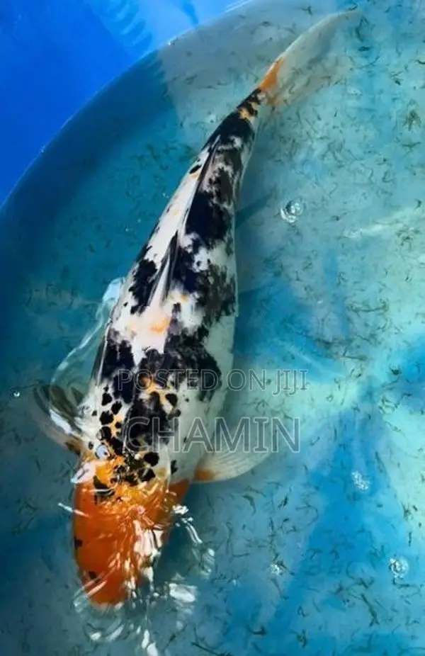 Koi 1 Feet Fish